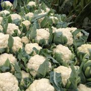 花菜冷庫(kù)設(shè)計(jì)安裝費(fèi)用大概需要多少錢？