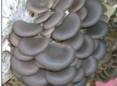 冷庫(kù)可用于蘑菇、金針菇等食用菌的種植啦